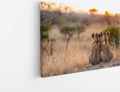 Saammp Canvas Schilderij - Leeuwenwelpen zitten tegen elkaar aan - Dieren - Natuur - 45x30 - Foto op canvas - Wanddecoratie - Muurdecoratie Woonkamer - Slaapkamer decoratie - Canvas Print