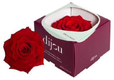 1x Dc pres.rozen light red 1795c