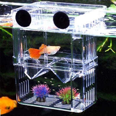 Kweekbak - foktank voor aquaria - acryl dubbele laag - vis foktank voor guppies, garnalen en mollies - aquarium foktank - isolatie doos voor jonge vis - maat L