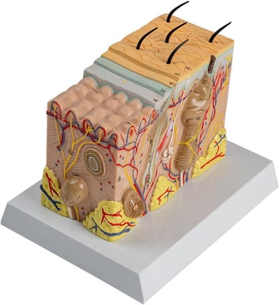 Huid Anatomie Model - Huidstructuur Studie - Onderwijs Presentatie - Gedetailleerde Kleuren - 16.5 cm - Multicolor