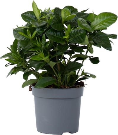 Plant in a Box - Gardenia Jasminoides - Onderhoudsvrije bloeiende kamerplant - Witte bloemen - Pot 13cm - Hoogte 20-30cm