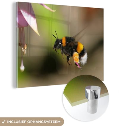 ® Glasschilderij 160x120 cm - Schilderij acrylglas - Hommel vliegend naast een roze bloem - Foto op glas - Muurdecoratie woonkamer - Wanddecoratie slaapkamer - Schilderijen