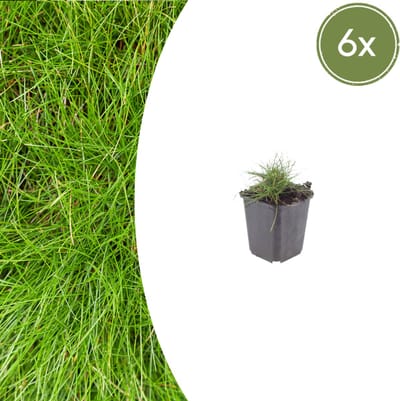 Tuinplantenshop.com | Festuca gautieri | 6 stuks - Ø9cm - 10-25cm hoog - Tuinplant