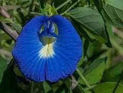 Vlindererwten Zaden - Bloem Zaden - Tuinieren Buiten - Makkelijk Kiemend - 50 Stuks - Blauw