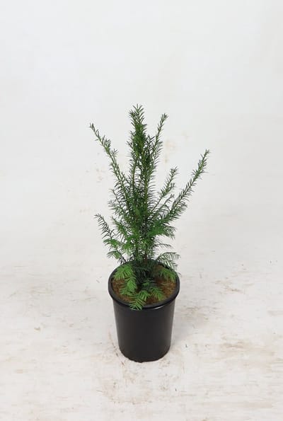 Venijnboom 40-60 cm (in pot) - Taxus baccata - Ø19 cm - inheemse plant - onderhoudsarm - het gehele jaar blikdicht