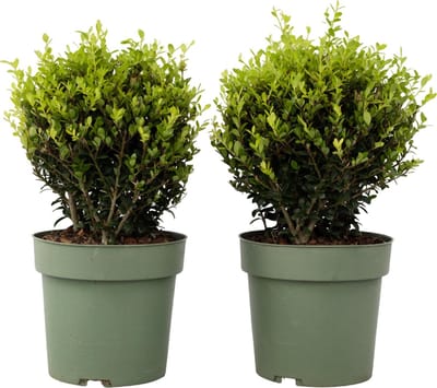 Plant in a Box - Ilex crenata 'Japanse Hulst' bolvorm - set van 2 - Buxusvervanger - Tuinplant - ⌀17cm - Hoogte 30-40cm
