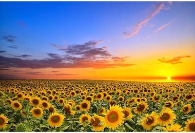 Houten Puzzel - Legpuzzel - Ontspanning - 1500 stukjes - 57x87 cm - Zonnebloem
