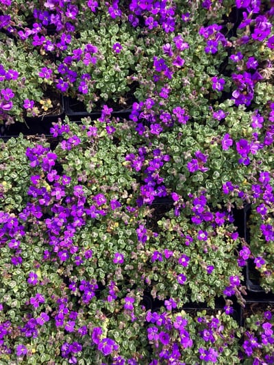12 x Aubrieta 'Hamburger Stadtpark' - Randjesbloem in 9x9cm pot