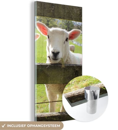 MuchoWow® Glasschilderij 20x40 cm - Schilderij acrylglas - Schapen - Dieren - Boerderij - Foto op glas - Schilderijen