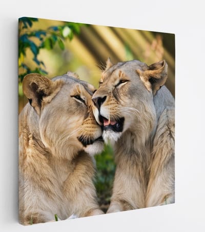 Saammp Canvas Schilderij - Leeuwen - liefdevol - Dieren - Natuur - 20x20 - Foto op canvas - Wanddecoratie - Muurdecoratie Woonkamer - Slaapkamer decoratie - Canvas Print