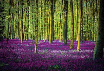 Fotobehang Flowers Forest Nature | XL - 208cm x 146cm | 130g/m2 Vlies