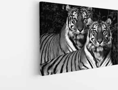 Saammp Canvas Schilderij - 2 Tijgers - Natuur - Dieren - 30x20 - Foto op canvas - Wanddecoratie - muurdecoratie Woonkamer - Slaapkamer decoratie - Canvas Print