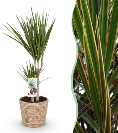 Plantenboetiek.nl | Green is... Dracaena Marginata - Drakenbloedboom - Weinig onderhoud - met mand - Groen - Ø17cm - 70-80cm hoog - Kamerplant - Groenblijvend