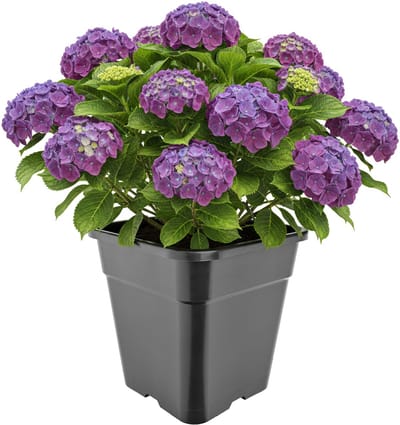 Garronda Hoge vierkante kunststof bloempot met drainagegaten voor tuin (Zwart, 30,5 x 30,5 x 31 cm (18L)) GD-KW-HS