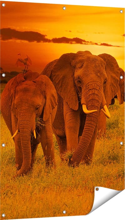 Gards Tuinposter Olifanten in het Wild - Zonsondergang - 80x120 cm - Tuindoek - Tuindecoratie - Wanddecoratie buiten - Tuinschilderij