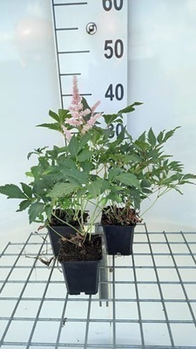 6x Pluimspirea - Astilbe (j) 'Peach Blossom' | 9x9 cm pot