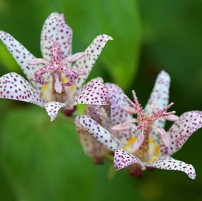6x Tricyrtis formosana Pot 9x9cm - Prachtige planten voor in de tuin