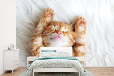 Behang - Fotobehang Kat - Rood - Huisdieren - Kitten - Breedte 525 cm x hoogte 350 cm