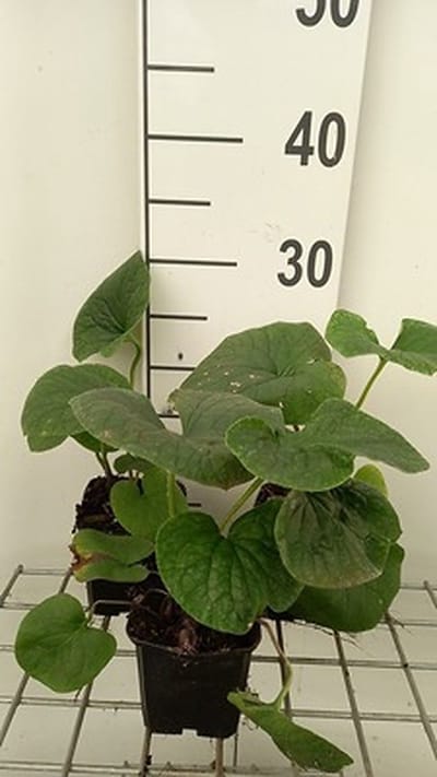 6x Brunnera - Brunnera sibirica | 9x9 cm pot
