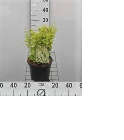 2 x Berberis thunb. 'Golden Rocket' - Japanse Zuurbes 25- 30 cm in pot