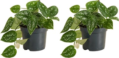 Bloomique - Set van 2 - Scindapsus Pictus - Zilverrank - Hangplant - Ook geschikt als Klimplant - Kamerplanten - Luchtzuiverend - Gemakkelijk in onderhoud - Hoogte 15-20 cm - Pot 12 cm