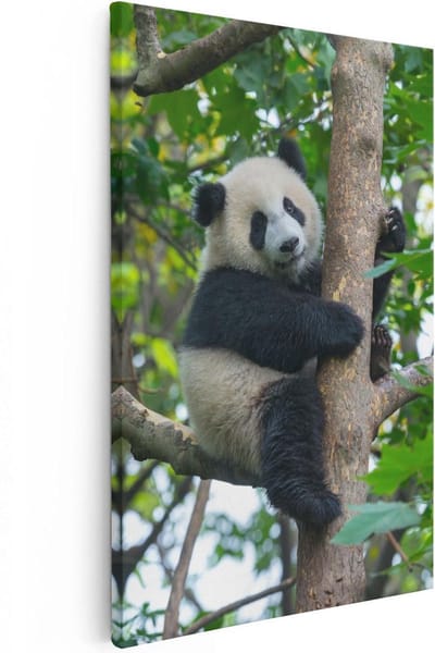 Artaza Canvas Schilderij Panda In Boom - 20x30 cm - Klein - Wanddecoratie Bos - Muurdecoratie Dieren - Kamer Accessoires Woonkamer