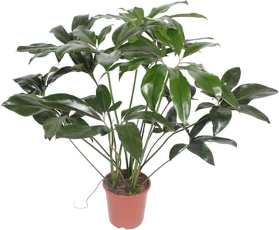 Philodendron Green Wonder - 120 cm - ø27
