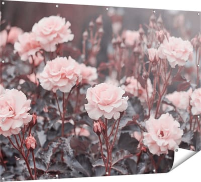 Gards Tuinposter Roze Rozen Bloemen - 160x120 cm - Tuindoek - Tuindecoratie - Wanddecoratie buiten - Tuinschilderij