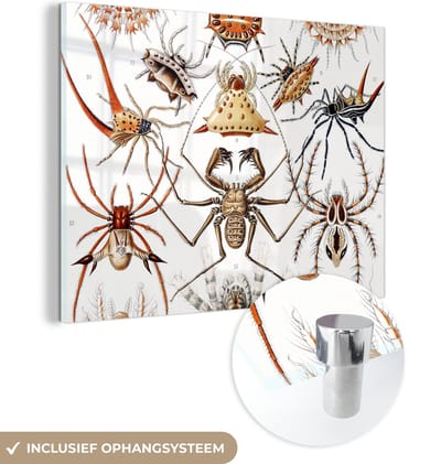 MuchoWow® Glasschilderij 40x30 cm - Schilderij acrylglas - Retro - Spin - Ernst Haeckel - Spinnen - Foto op glas - Schilderijen
