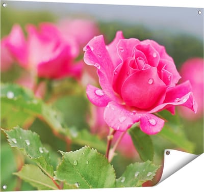 Gards Tuinposter Roze Roos met Waterdruppels - 100x80 cm - Tuindoek - Tuindecoratie - Wanddecoratie buiten - Tuinschilderij