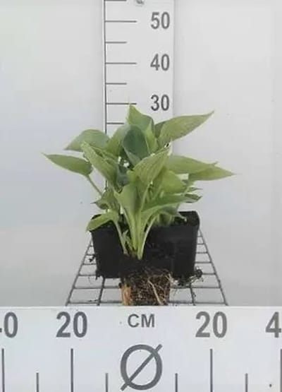 6x Funkia - Hosta sieb. 'Elegans' | 9x9 cm pot