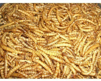 1 KG Meelwormen