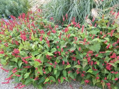 3x Duizendknoop - Persicaria amplexicaulis ‘Lisan’ | 9x9 cm pot