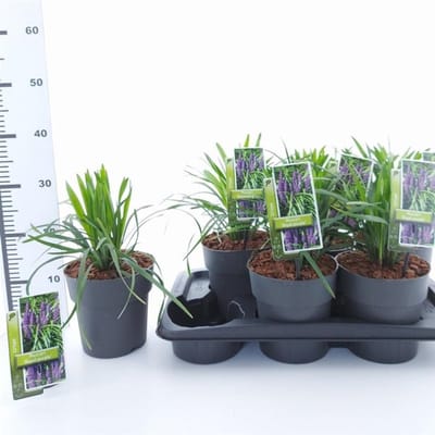 Plantes de jardin - Un ensemble 1 - Liriope muscari 'Royal Purple' - (2L) 20-25 cm
