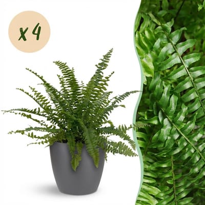 Plantenboetiek.nl | Nephrolepsis exaltata Green Lady - Varen - Huisdiervriendelijke Plant - Groen - 4 Planten - met Potter Grijs - Ø12cm - 25cm hoog - Kamerplant - Arrangement - Plant met pot