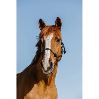 Ethologisch halster voor paard Norton Zary