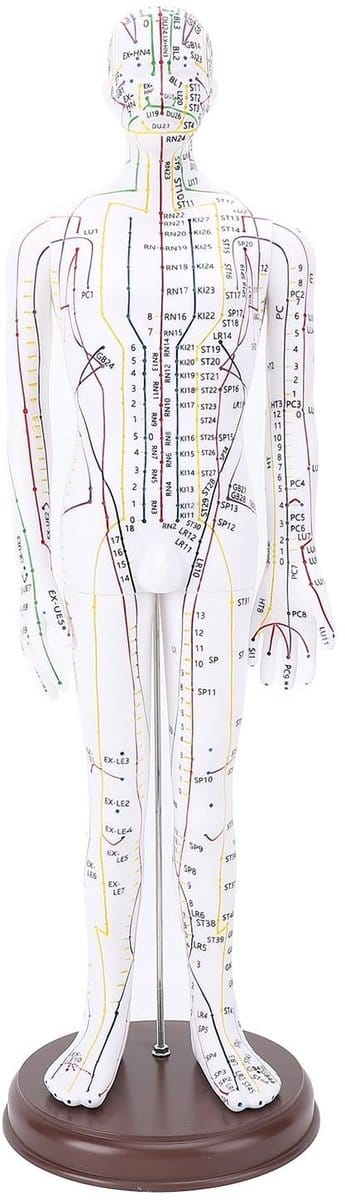 Dailygoods- Acupunctuurmodel Mannelijk/Vrouwelijk - Drukpunt/Meridianenmodel - Acupoint Lichaamsmodel - Acupunctuurpraktijkmodel - High Definition Gravure - Nauwkeurige Positionering