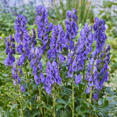 Monnikskap Arendsii - Aconitum carmichaelii Arendsii - Vaste planten - bloeit in Oktober / Augustus / September