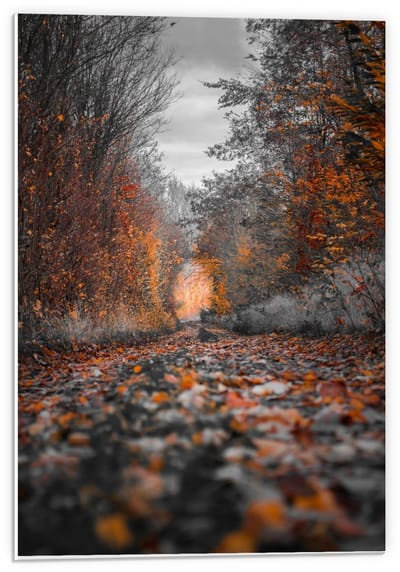 Forex - Pad gevuld met Herfstbladeren  - 40x60cm Foto op Forex