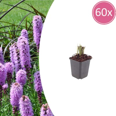 Tuinplantenshop.com | Liatris spicata | 60 stuks - Ø9cm - 10-25cm hoog - Tuinplant