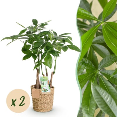 Plantenboetiek.nl | Green is... Pachira Aquatica multi stam - Geldboom - Weinig onderhoud - met mand - Groen - 2 Planten - Ø17cm - 50-55cm hoog - Kamerplant - Groenblijvend