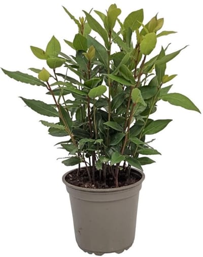 JUNAVERA Laurier (Laurus nobilis) - Aromatische mediterrane kruidenplant - 14 cm pot - ca. 45 cm hoog