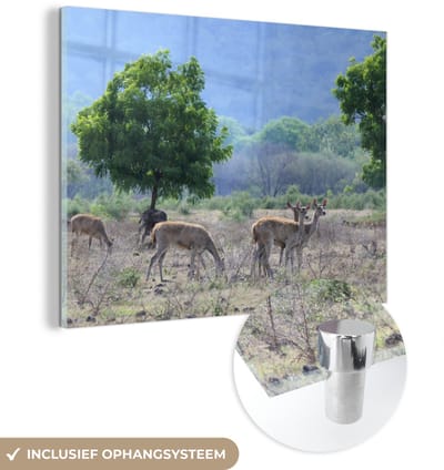 ® Glasschilderij 160x120 cm - Schilderij acrylglas - Wilde dieren door het landschap van het Nationaal Park Baluran - Foto op glas - Muurdecoratie woonkamer - Wanddecoratie slaapkamer - Schilderijen