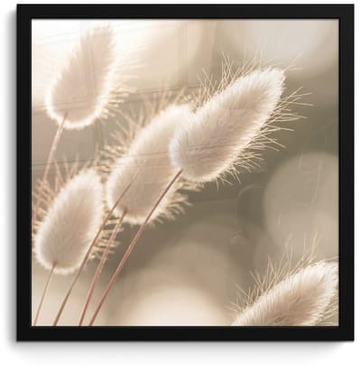 Poster in lijst - Fotolijst 40x40 cm - Posters - Hazestaartgras - Wit - Zonlicht - Posterlijst zwart - Decoratie - Wanddecoratie woonkamer - Muurdecoratie slaapkamer