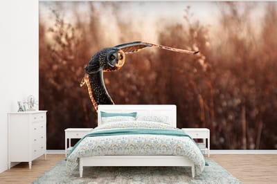 Behang - Fotobehang Vogel - Uil - Zonsondergang - Natuur - Breedte 375 cm x hoogte 280 cm