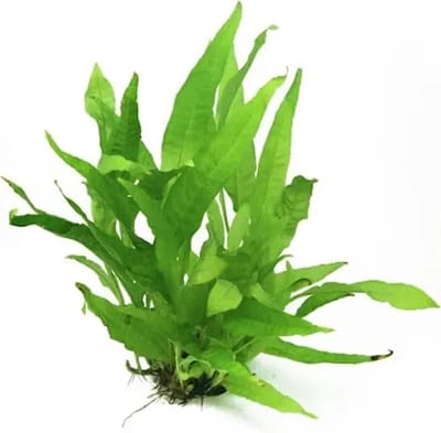 Aquaflora Microsorum Pteropus Petit | in 5 cm pot