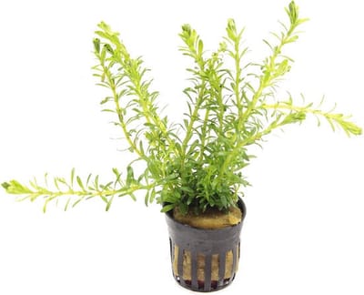 Moerings Rotala Bossii in 5 cm pot