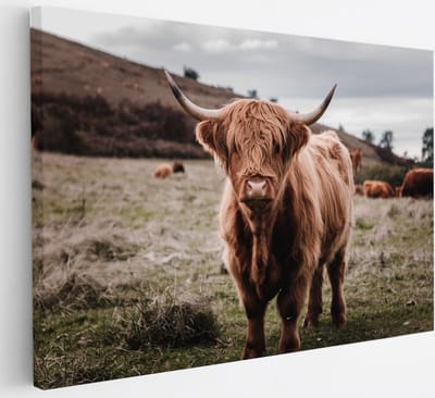 Saammp Canvas Schilderij - Groep Schotse Hooglander Koeien in de wei - Dieren - Natuur - 30x20 - Foto op canvas - Wanddecoratie - muurdecoratie Woonkamer - Slaapkamer decoratie - Canvas Print