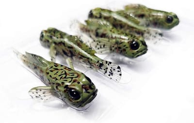 Zacht Vis Aas - Kunstzwemmers - Vissen Lokken - Zeer Gesimuleerd - 75 mm 5 Stuks - Groen