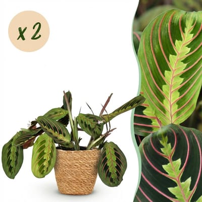 Plantenboetiek.nl | Maranta Fascinator Tricolour - Gebedsplant - Huisdiervriendelijke Plant - Groen - 2 Planten - met Mand - Ø12cm - 25cm hoog - Kamerplant - Arrangement - Plant met pot